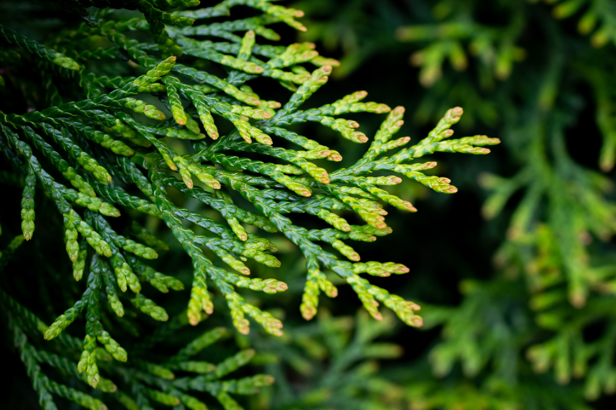 green twigs of thuja emerald with visible texture
