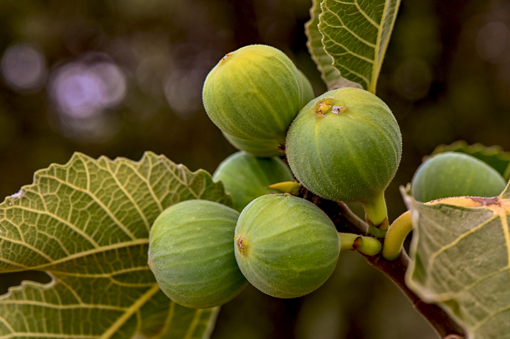 Close-up of fruits growing on tree