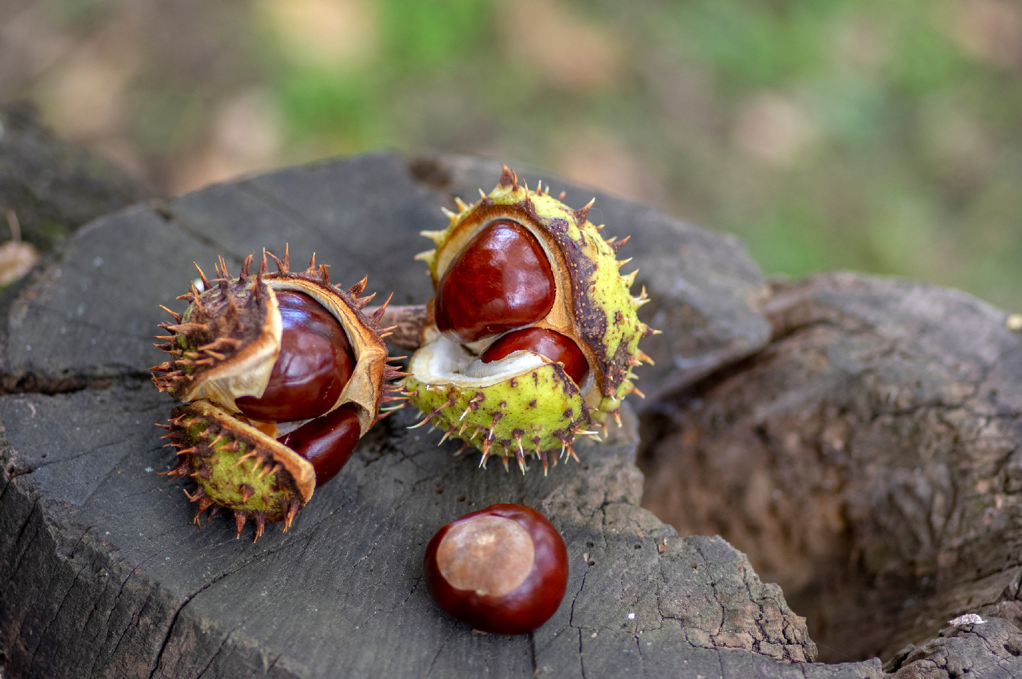 Aesculus hippocastanum, brown horse chestnuts, conker tree ripened fruits on wooden stump