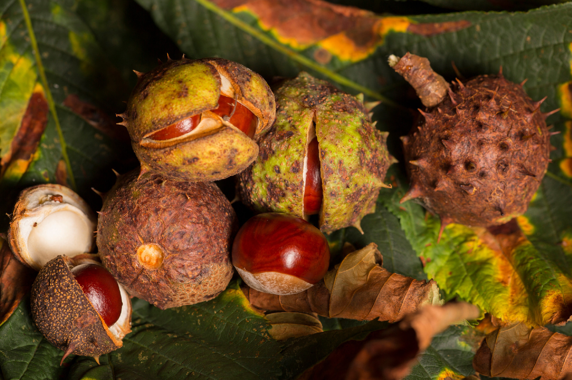 Horse chestnut conkers
