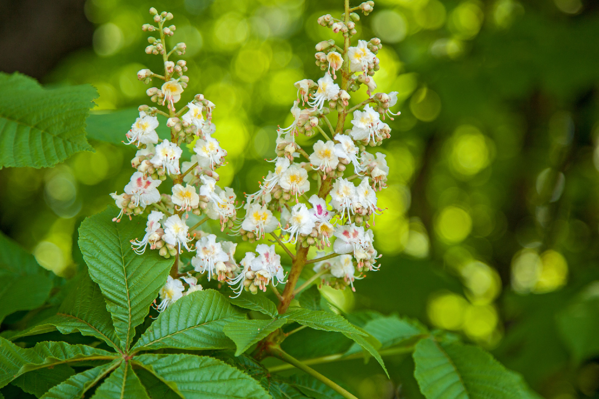unstringing flowers of chestnut are in a spring park