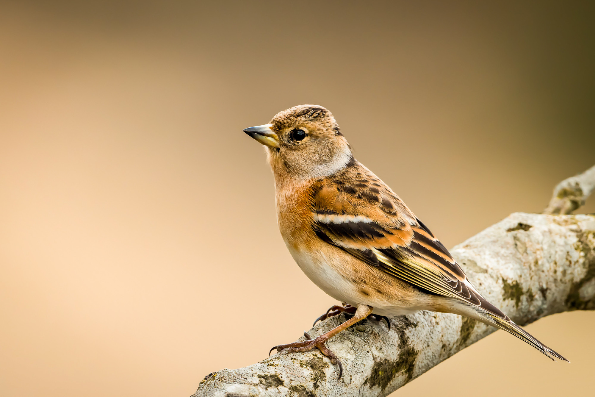 Mrs Brambling