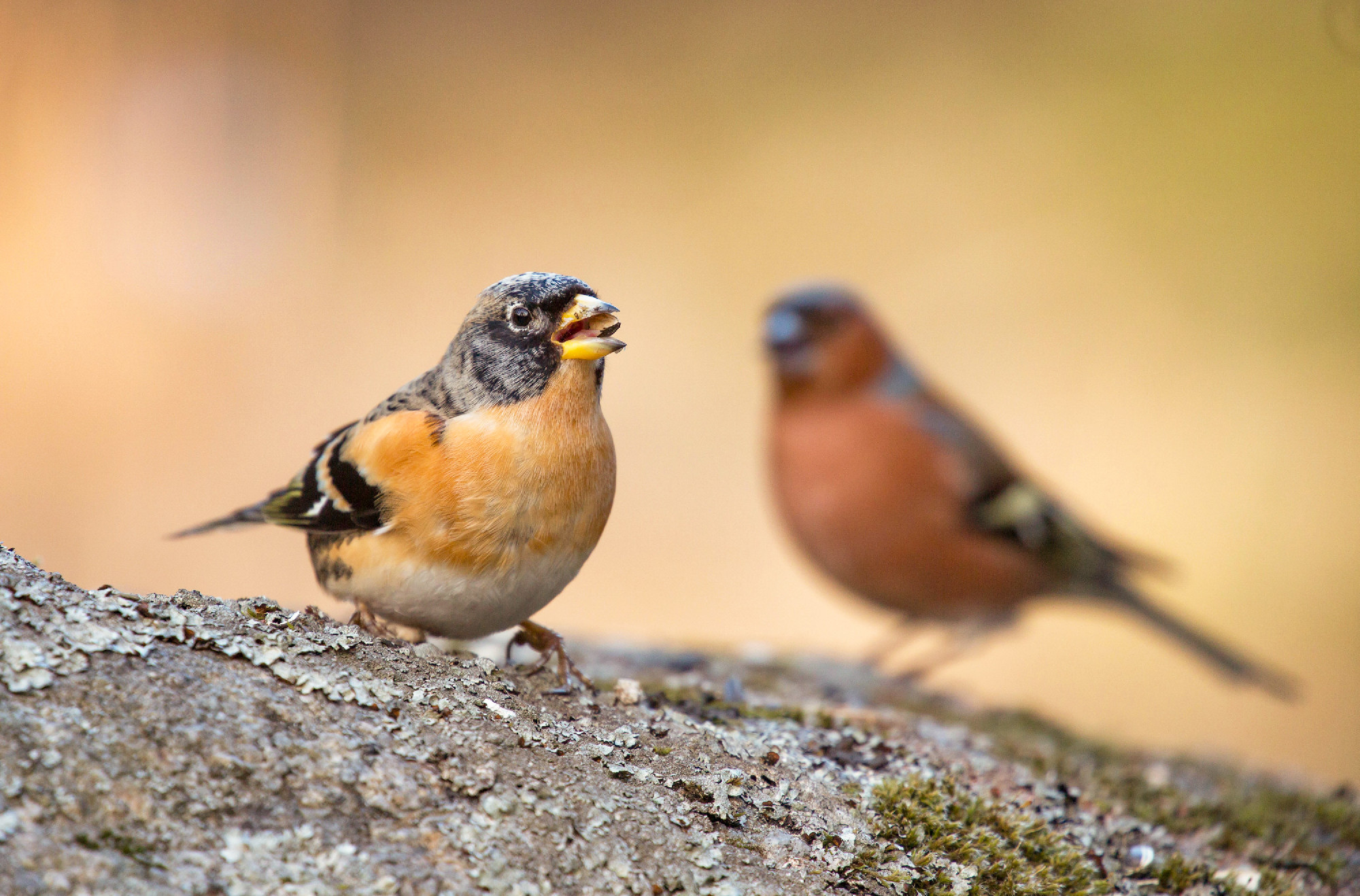 Brambling