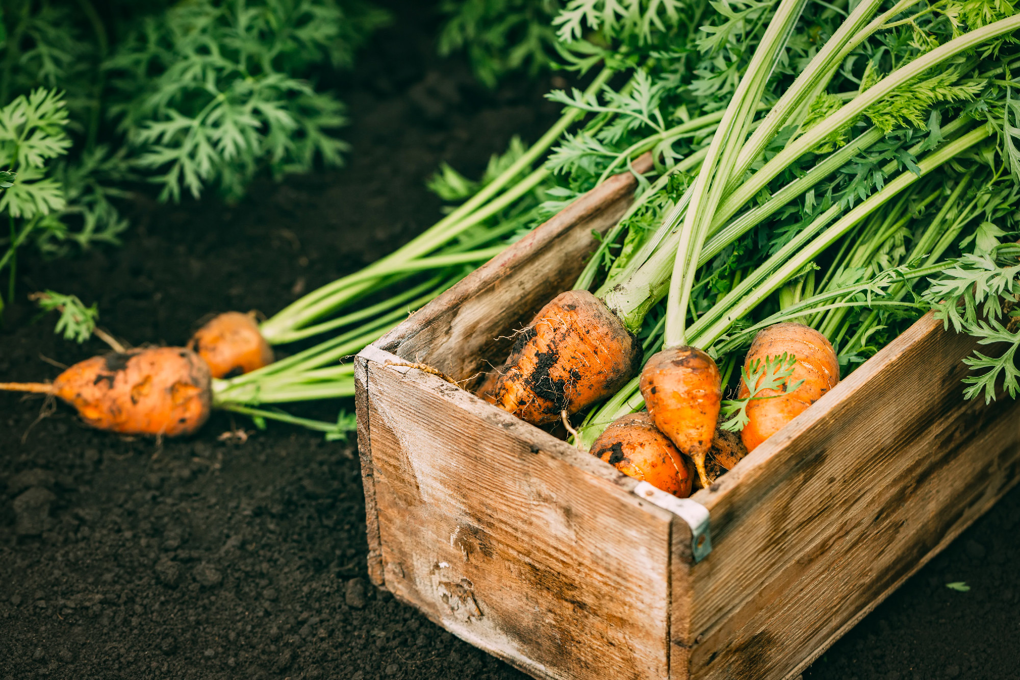 Organic carrots in a wooden box