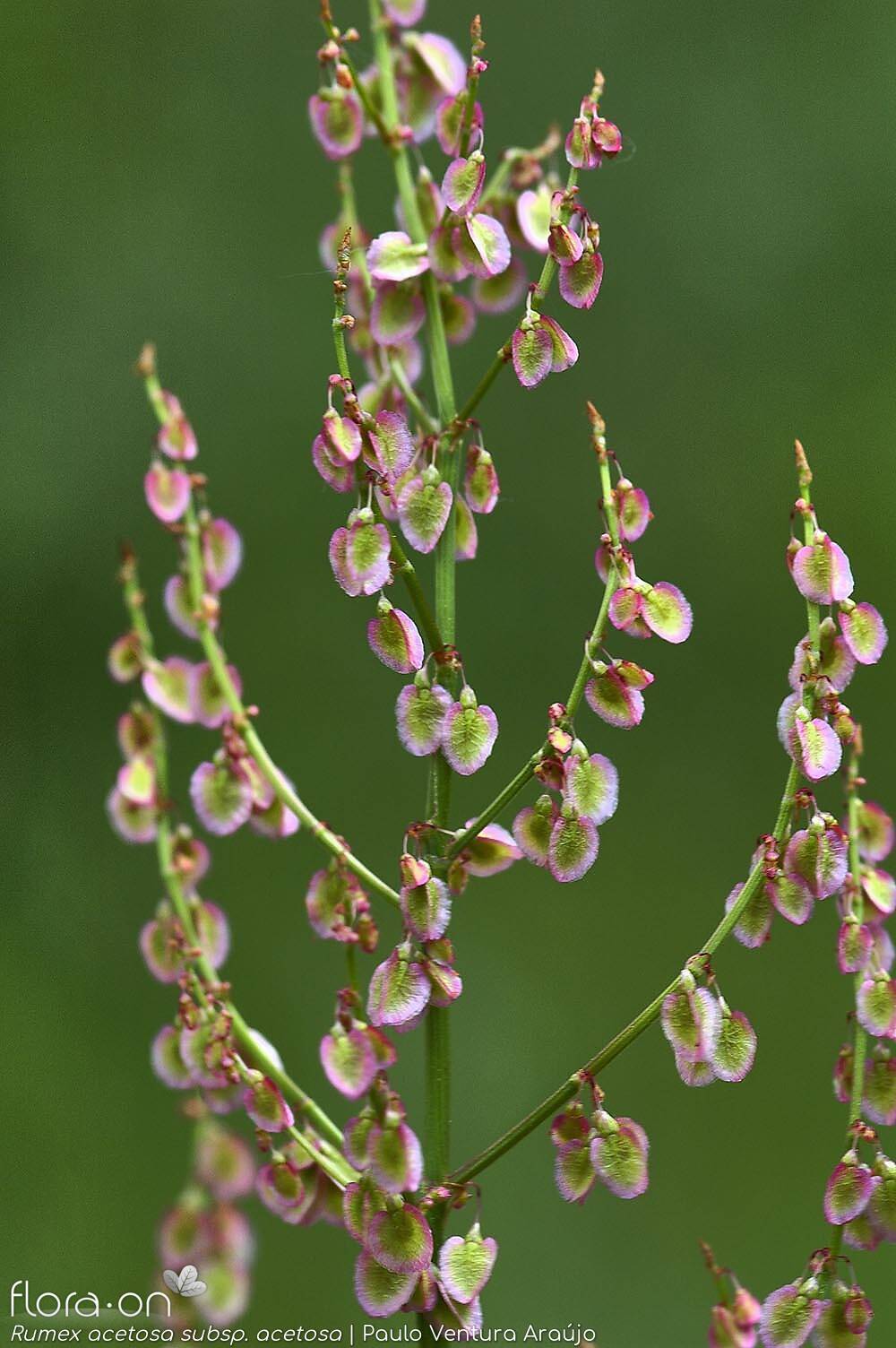 Mit ültethetünk/vethetünk szeptemberben?