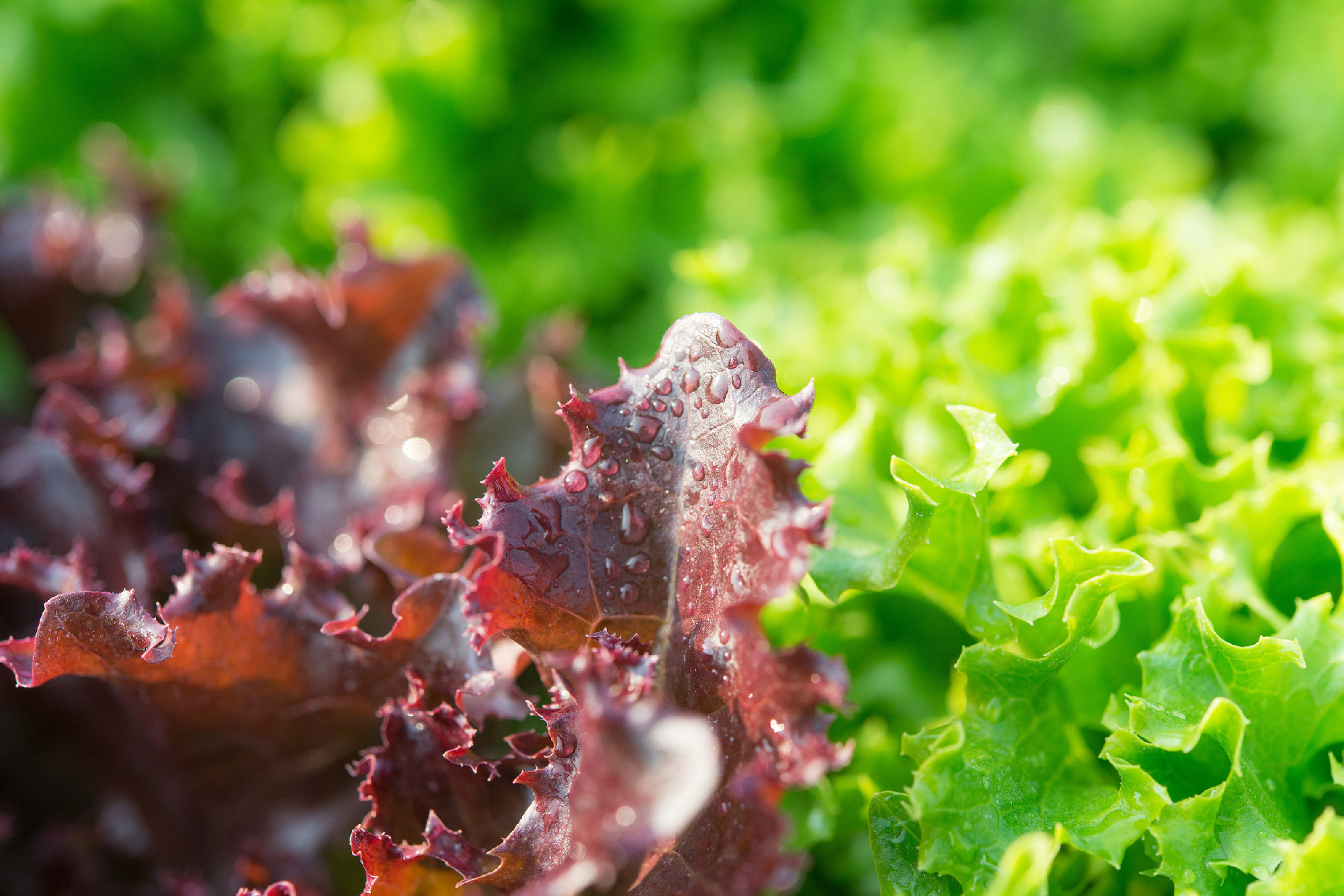 Salad leaf. Lettuce salad plant, hydroponic vegetable leaves