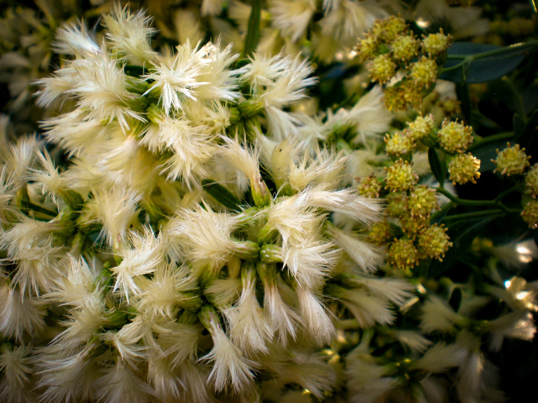 A tengerparti seprűcserje