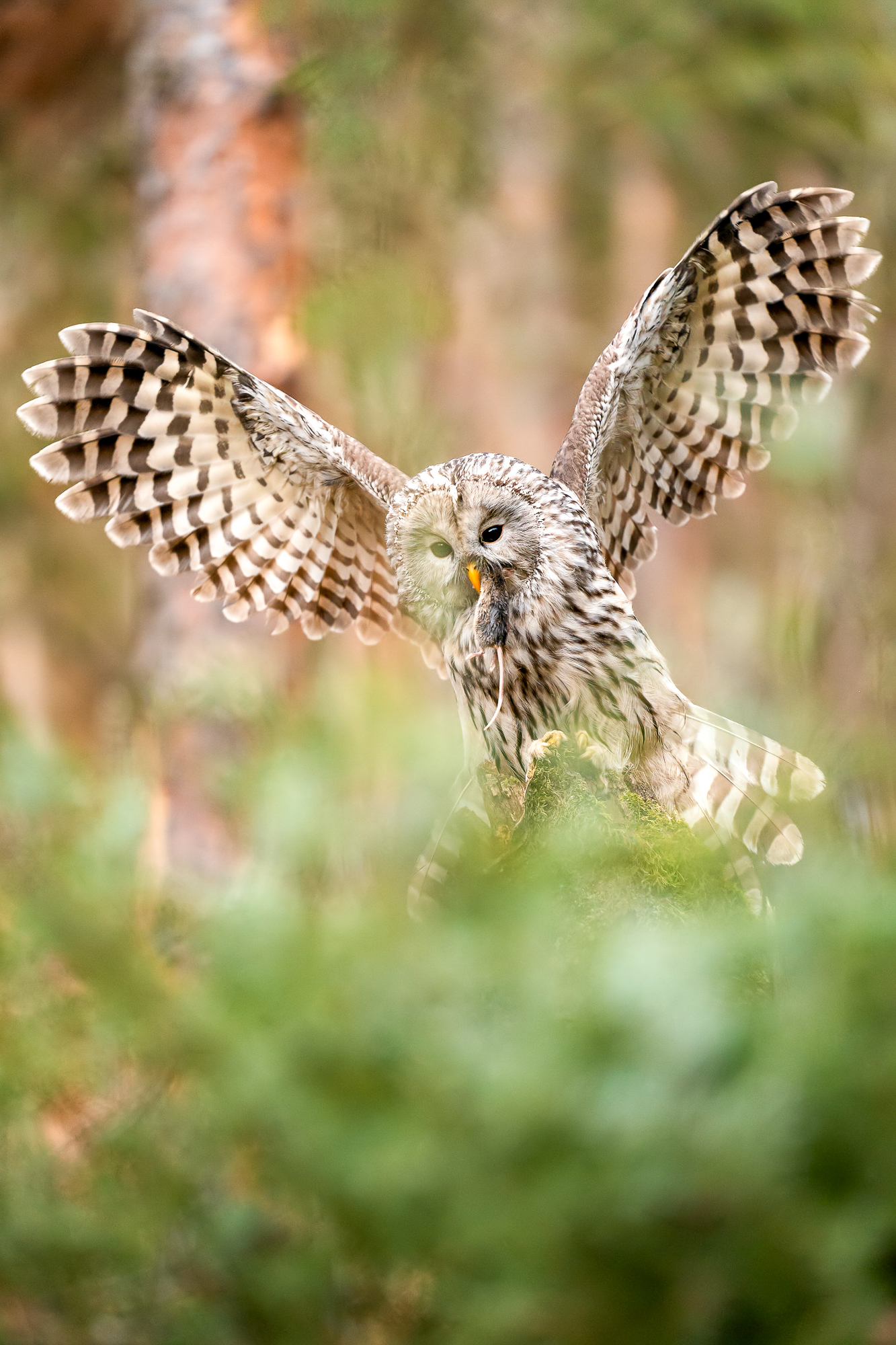 Ural owl landing with hunted mouse in his beak. Strix uralensis