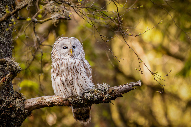 Magyarország madarai: az uráli bagoly