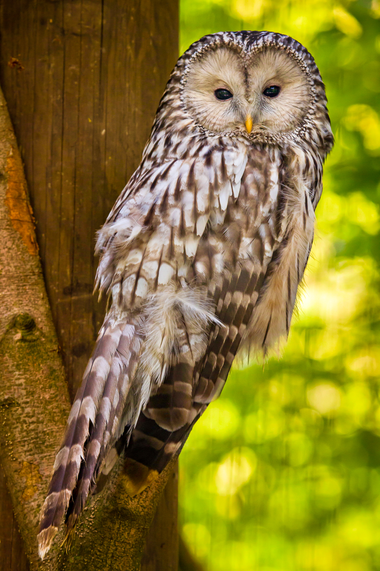 Ural owl (Strix uralensis). 