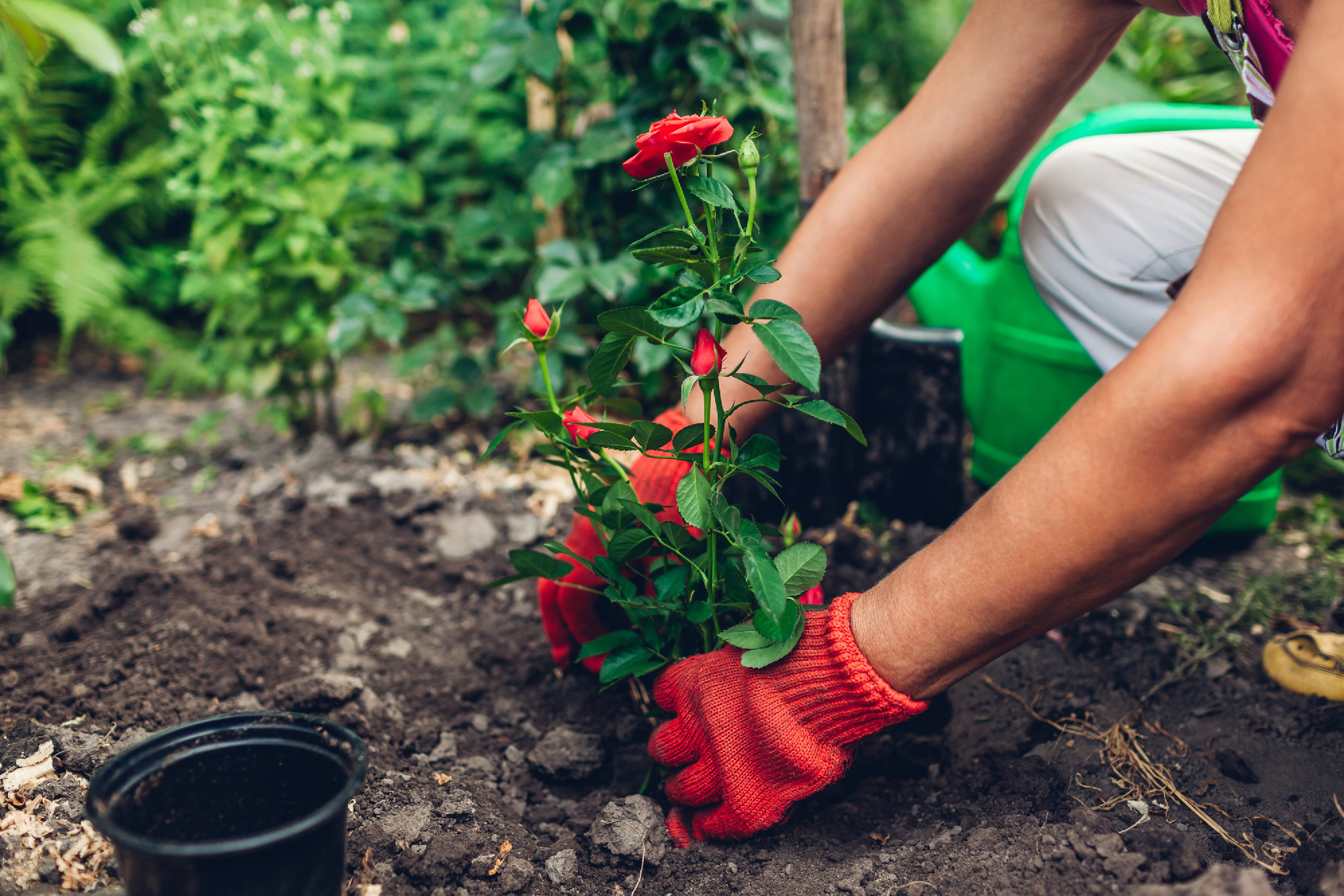 Woman gardener transplanting roses flowers from pot into wet soi