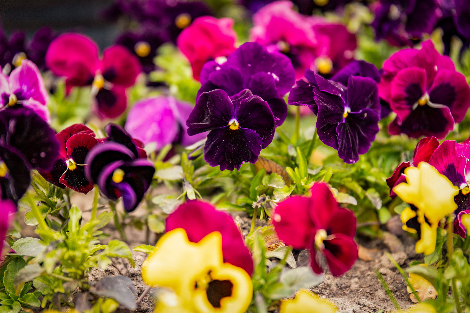 Pansy plant in the garden, viola tricolor in the spring sunshine