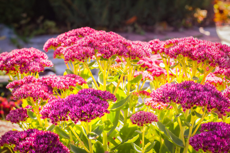 Mit ültethetünk ősszel a virágládákba?