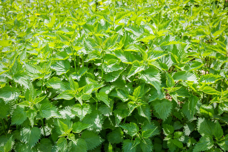 A leghatásosabb növények házi trágyalé készítéséhez