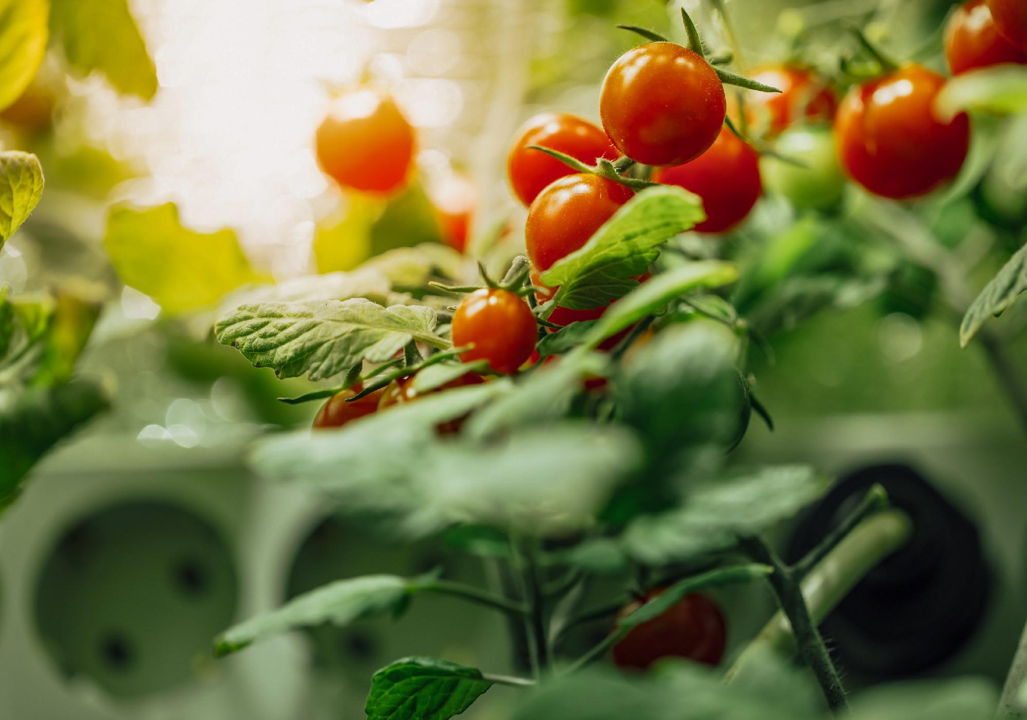 ripe cherry tomatoes bush with artificial grow light