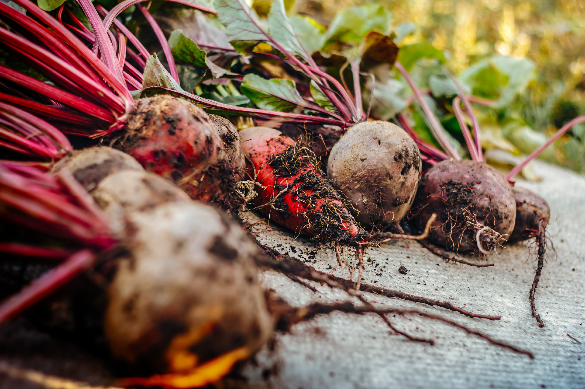 dirty beet in soil Fresh beetroot on the gray board