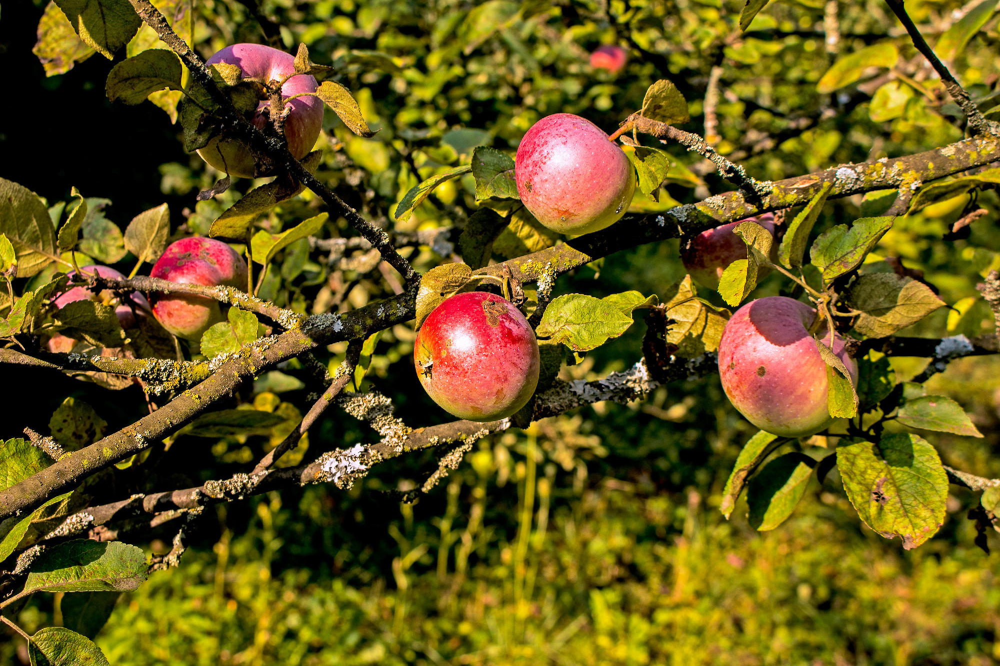 Organic apples. Fruit without chemical spraying. Orchard.