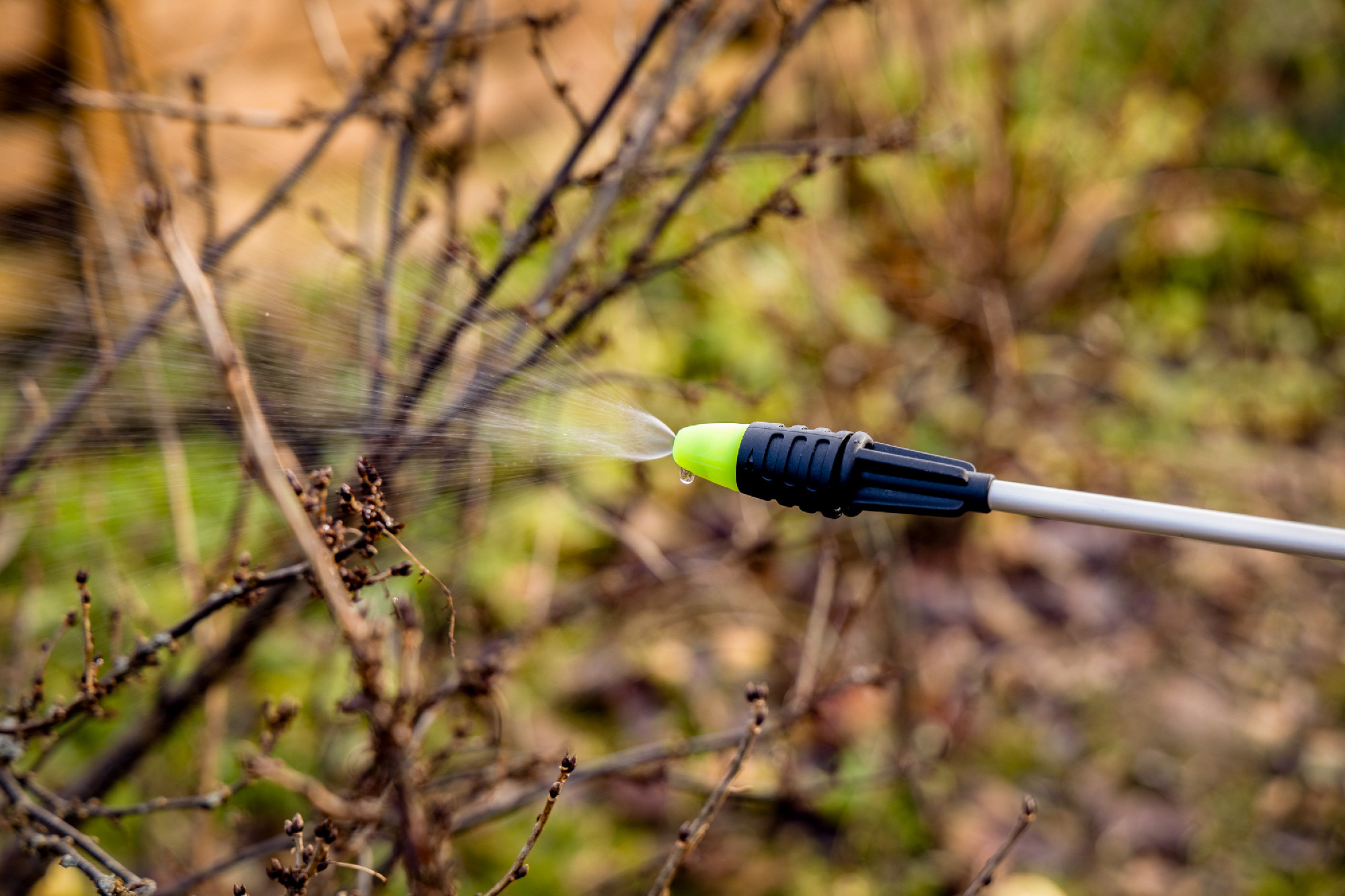 Spraying fruit trees with a pump sprayer with insecticides and f