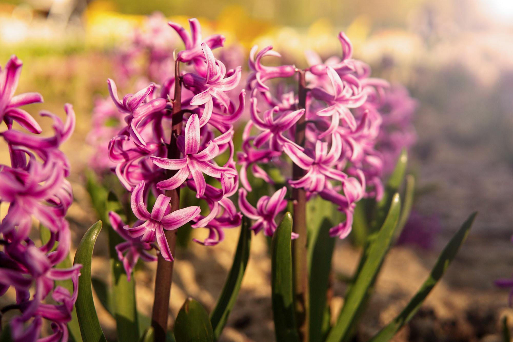 Pink hyacinth in the sun shining.