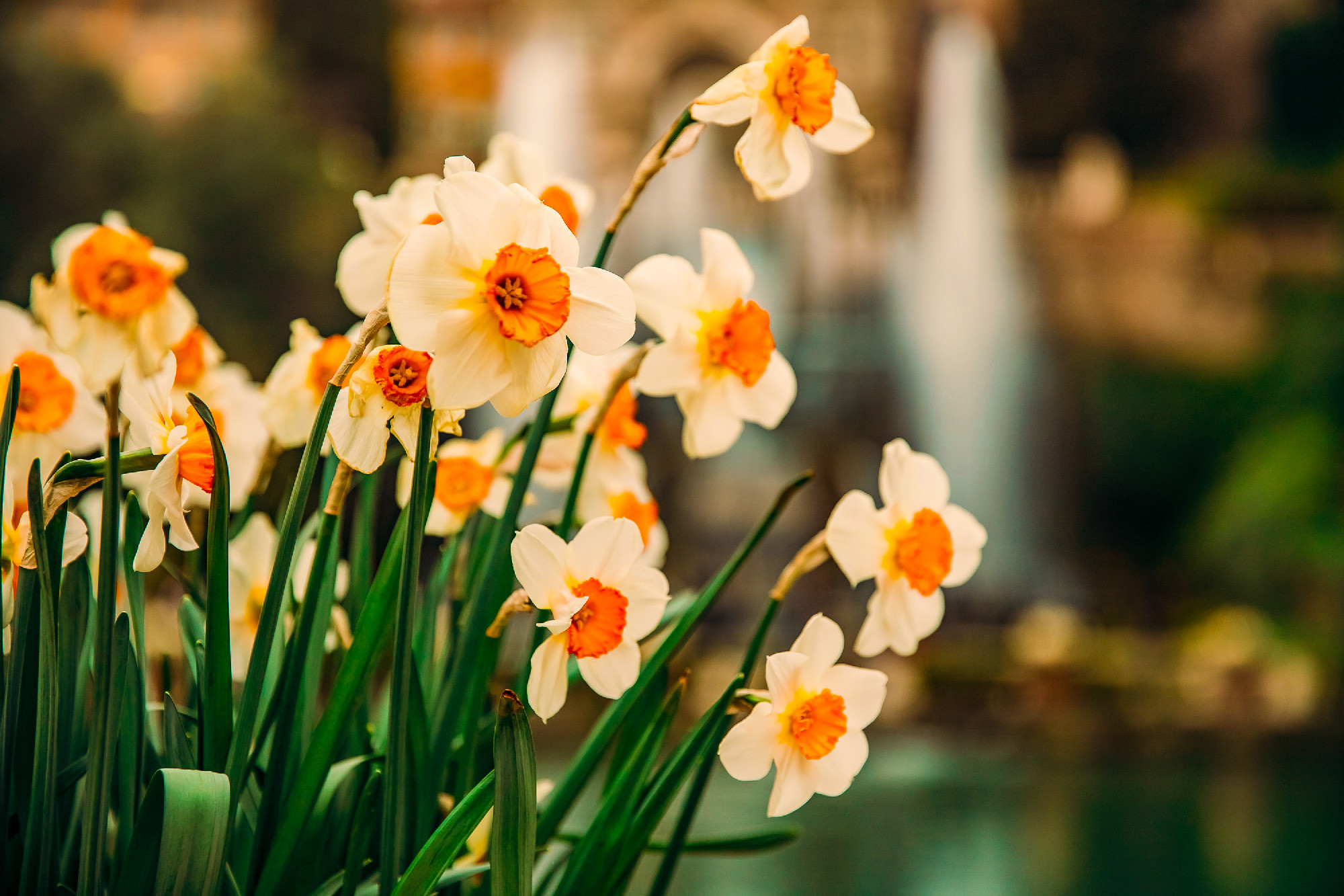 White daffodils with yellow crown in center flowers in garden
