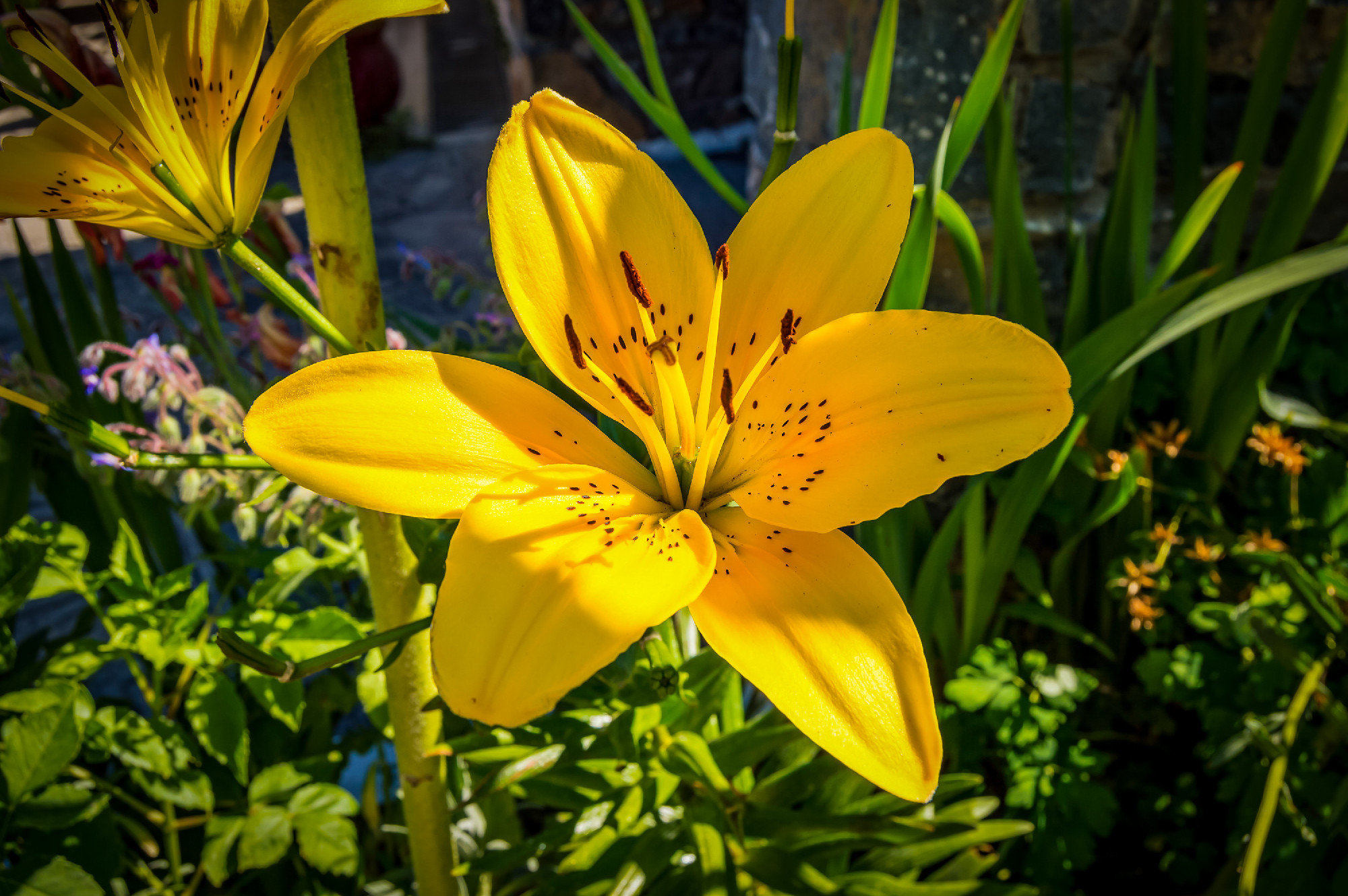 Flower of a fire lily 