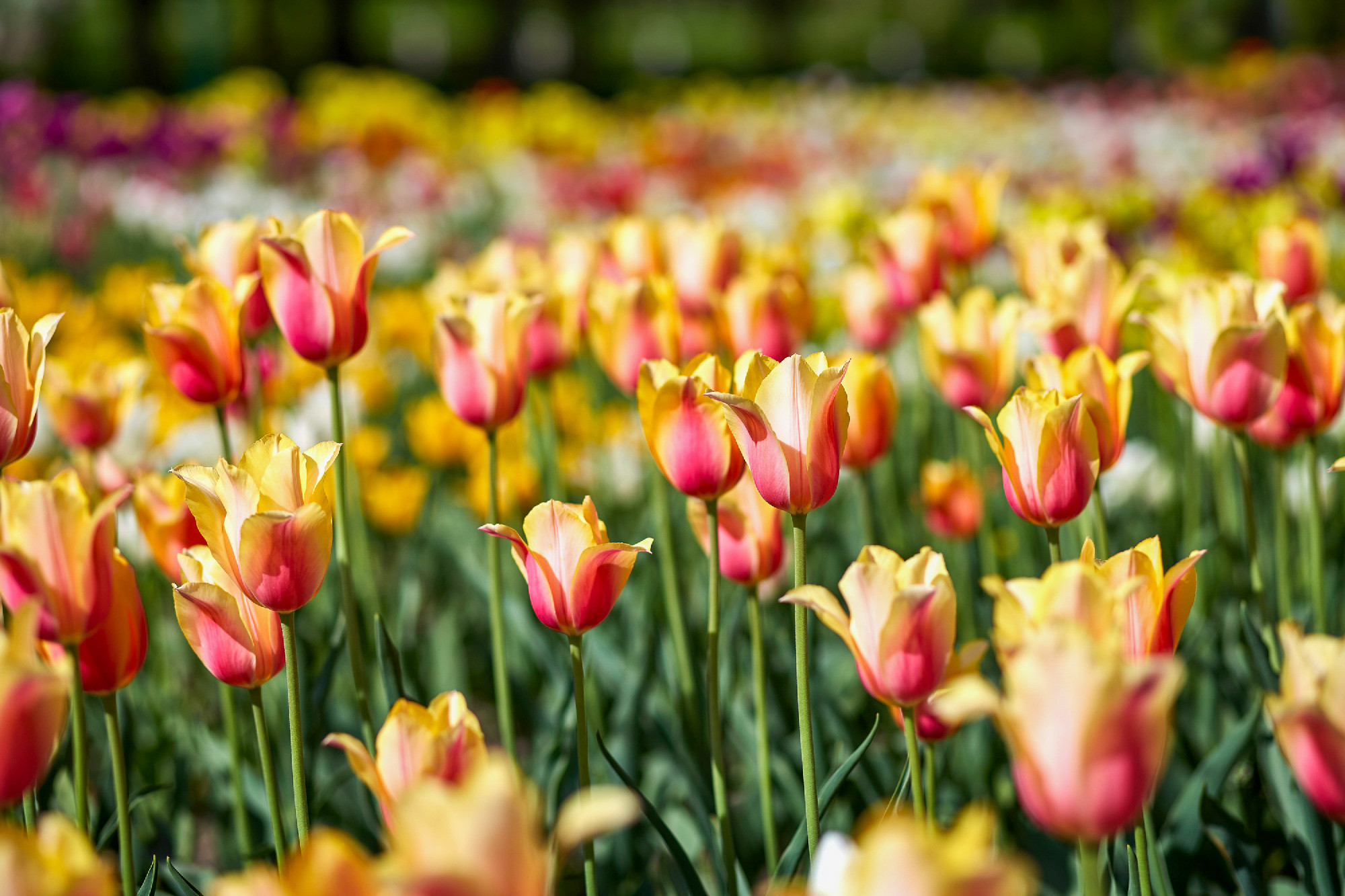 Flower bed of spring tulips