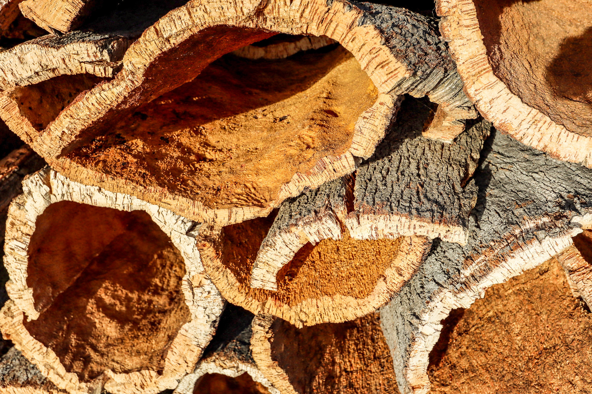Harvested cork oak bark from the trunk of cork oak tree (Quercus