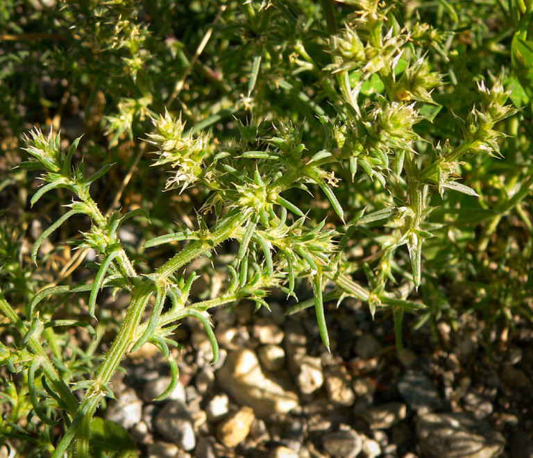 Védett növények sorozat: a sziki ballagófű