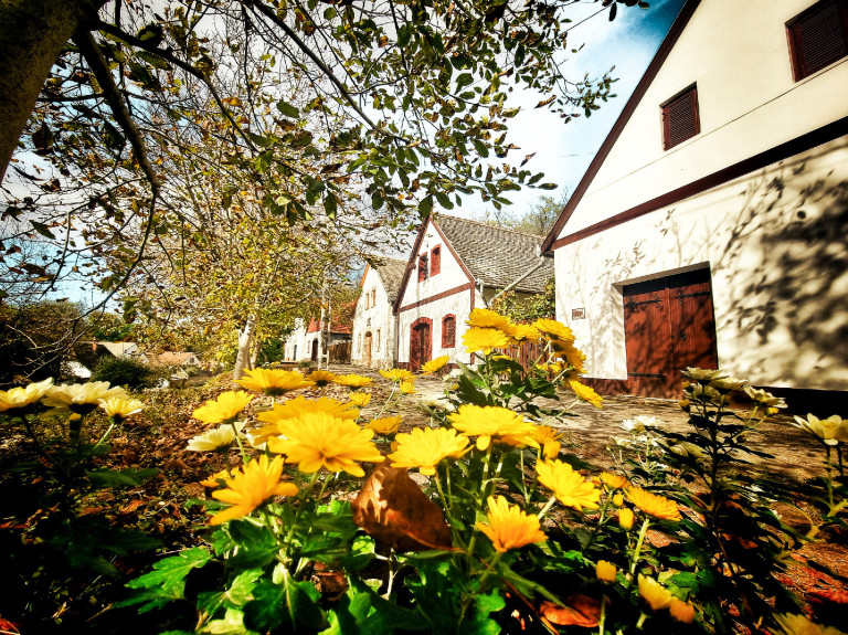 Dűlőtúrák a Sváb Sarokban és környékén