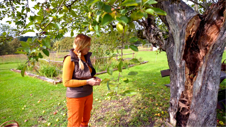 Őszi gyümölcsszüret