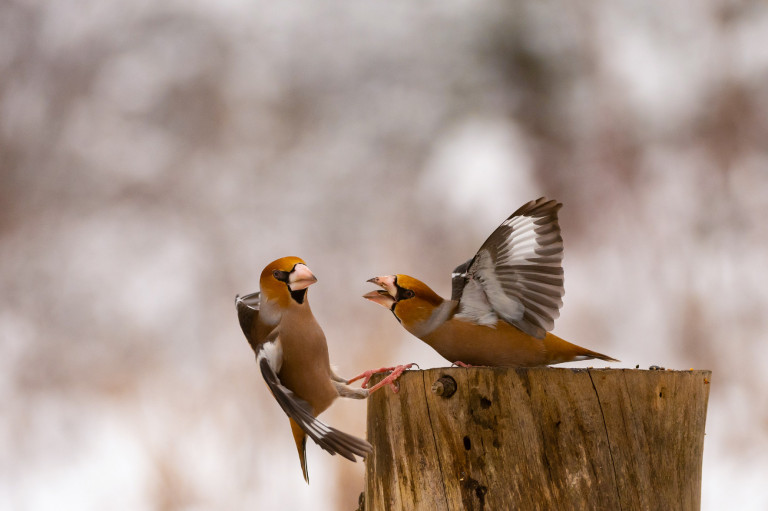 Magyarország madarai: a meggyvágó
