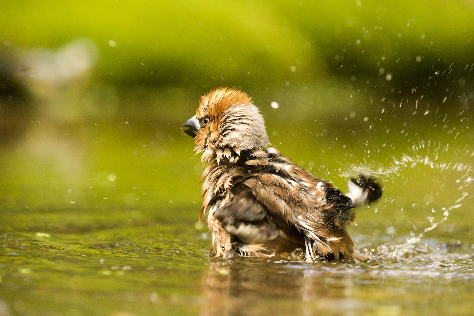 Selective focus shot of a cute hawfinch bird