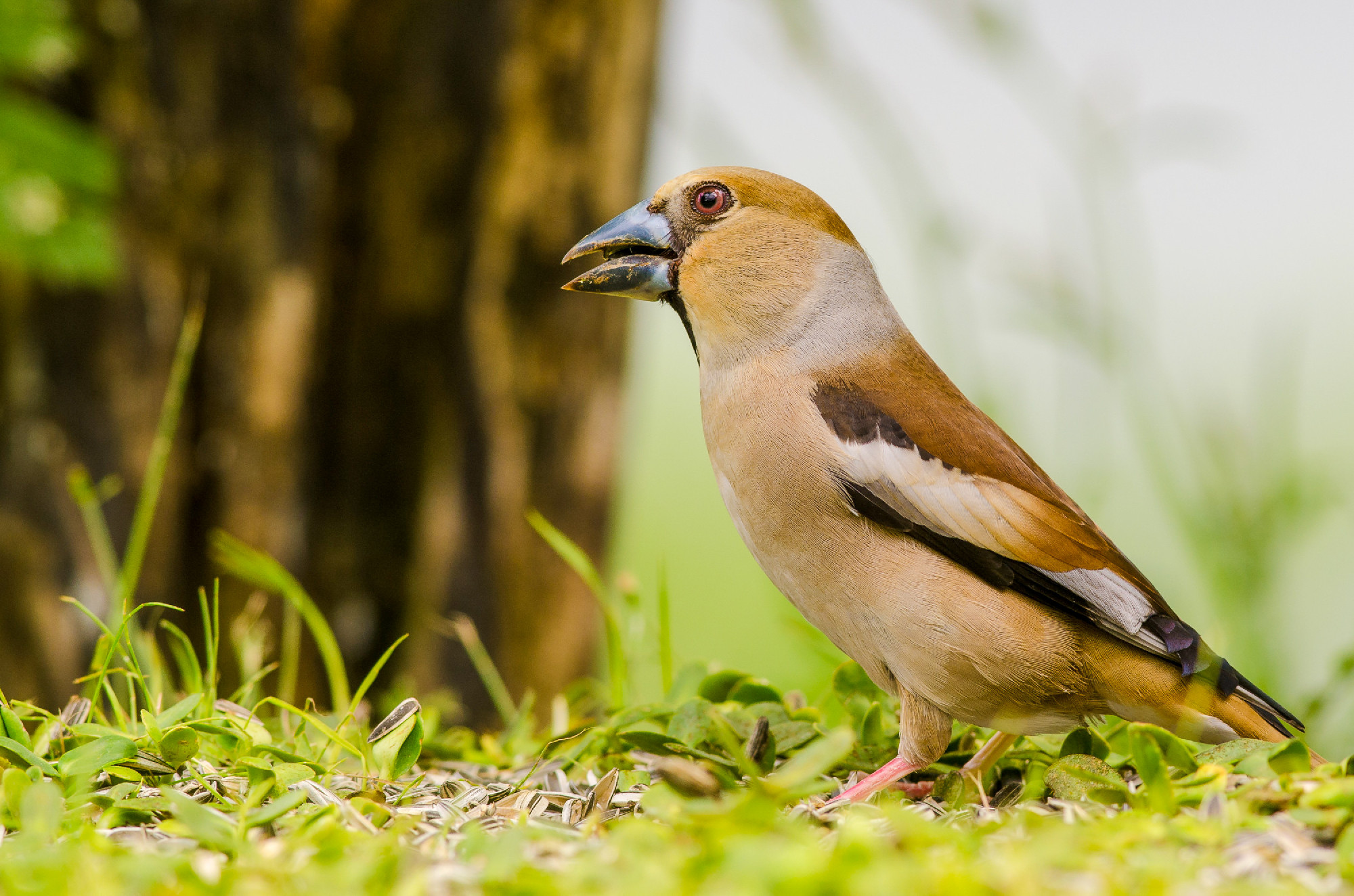 Hawfinch bird sitting