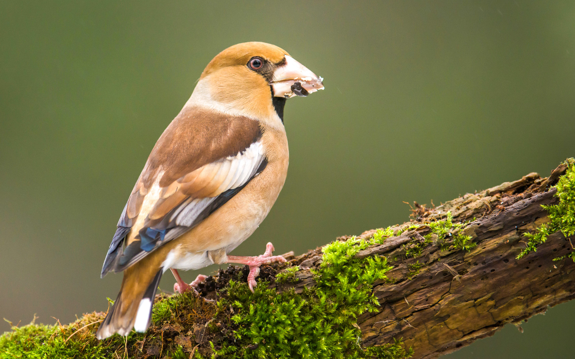 Hawfinch (Coccothraustes coccothraustes)