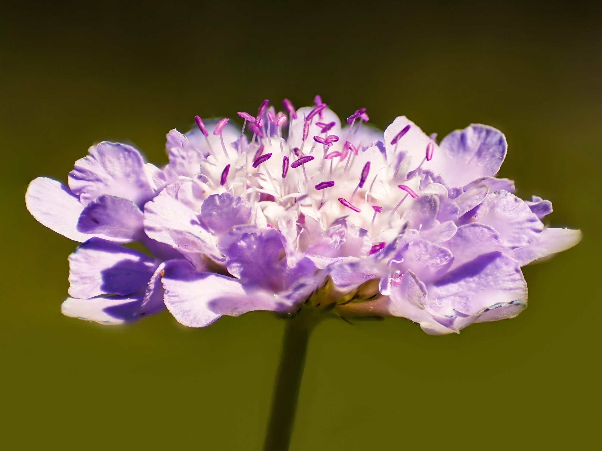 Scabiosa or pin cushion flower seen closeup