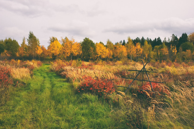 Védett növényeink: a gyapjas őszirózsa