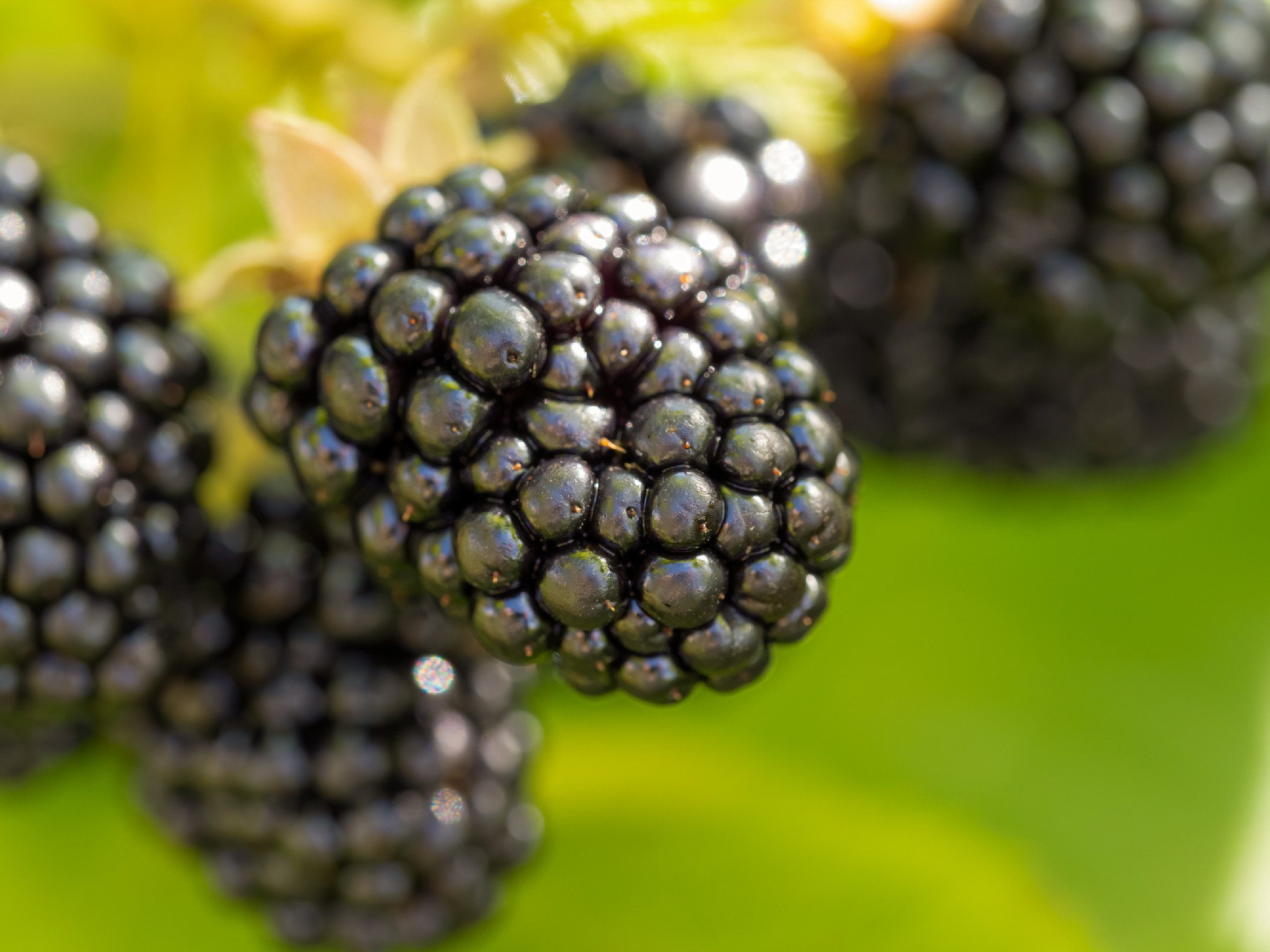 Natural fresh blackberries in a garden. Bunch of ripe blackberry