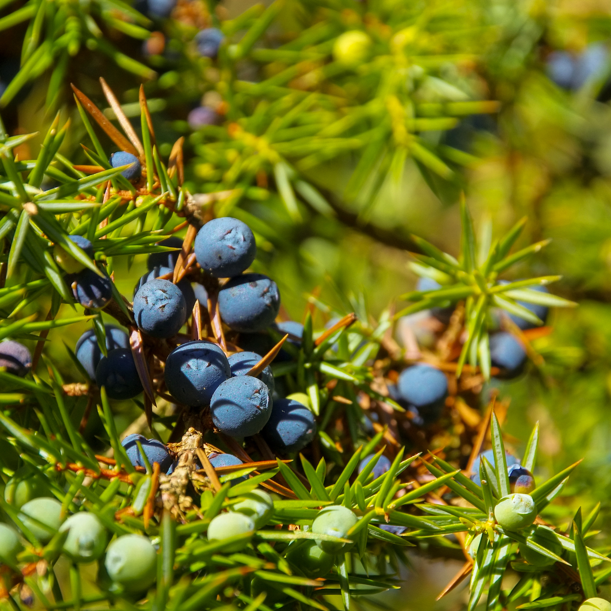 juniper