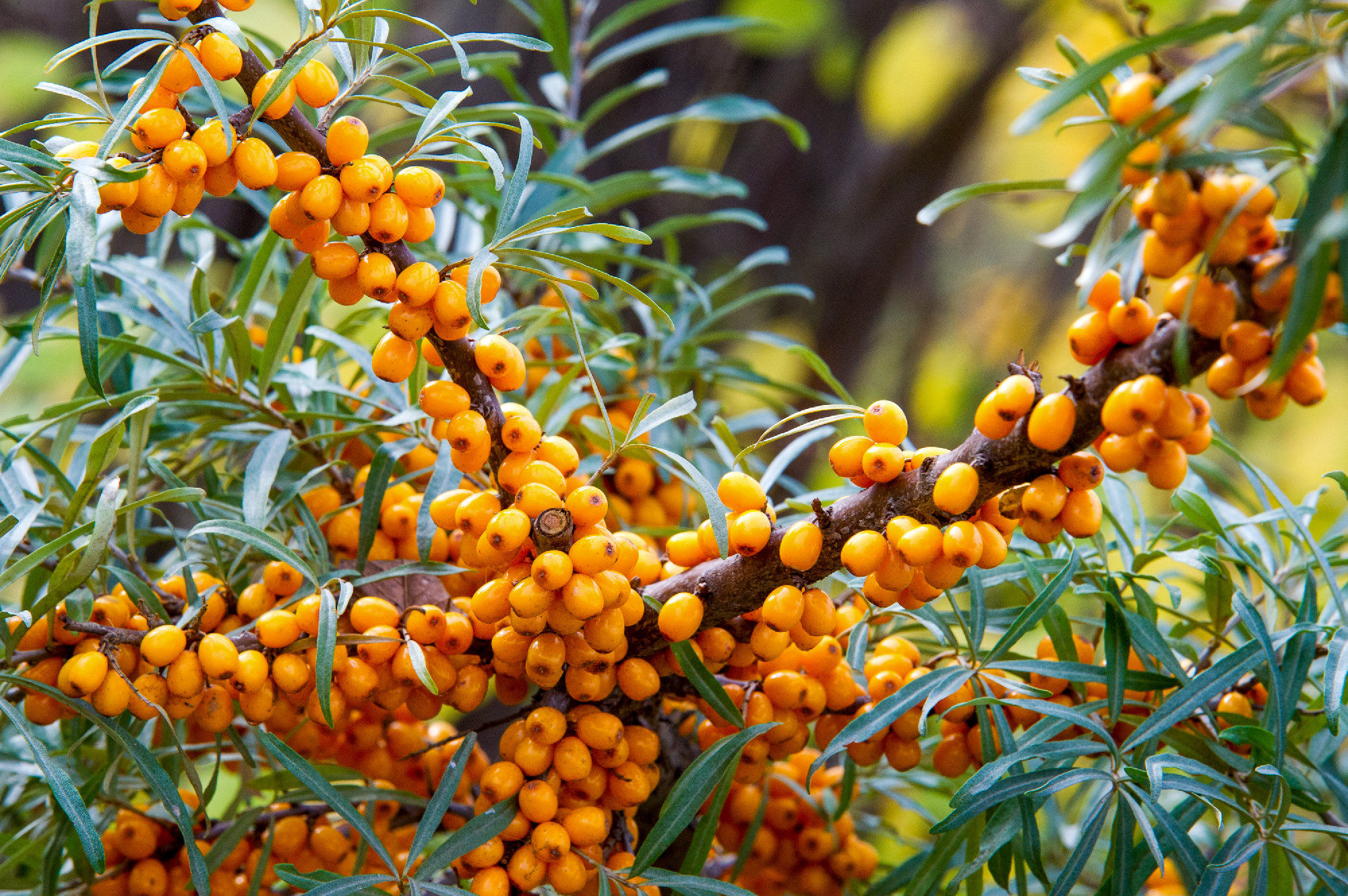 Hippophae is a genus of sea buckthorns, deciduous shrubs in the 