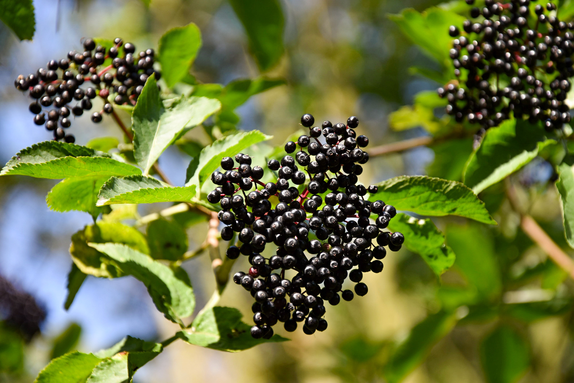 Black elderberry fruits (Sambucus nigra) close-up