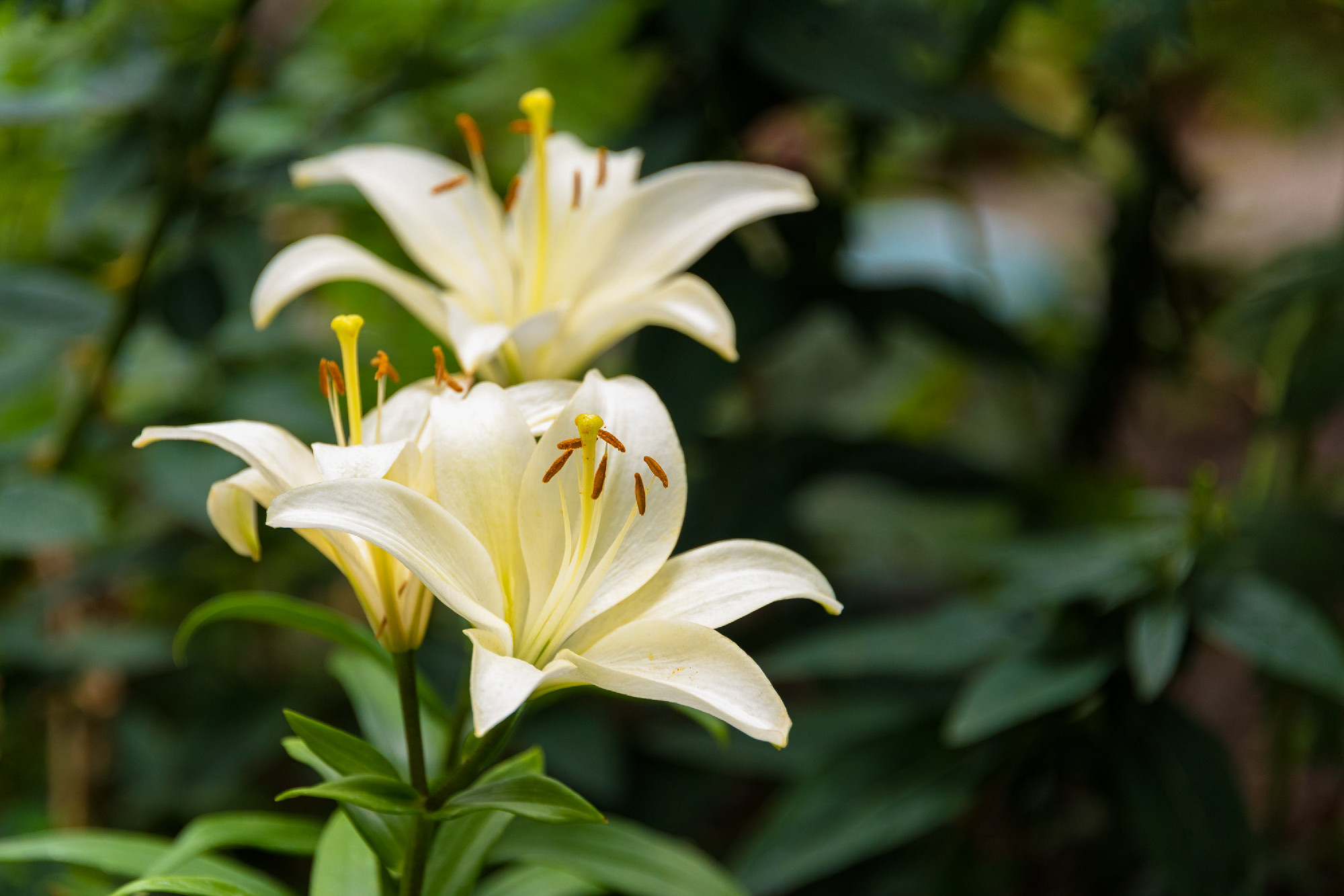 Beautiful Lily flower on green leaves background. Lilium longifl