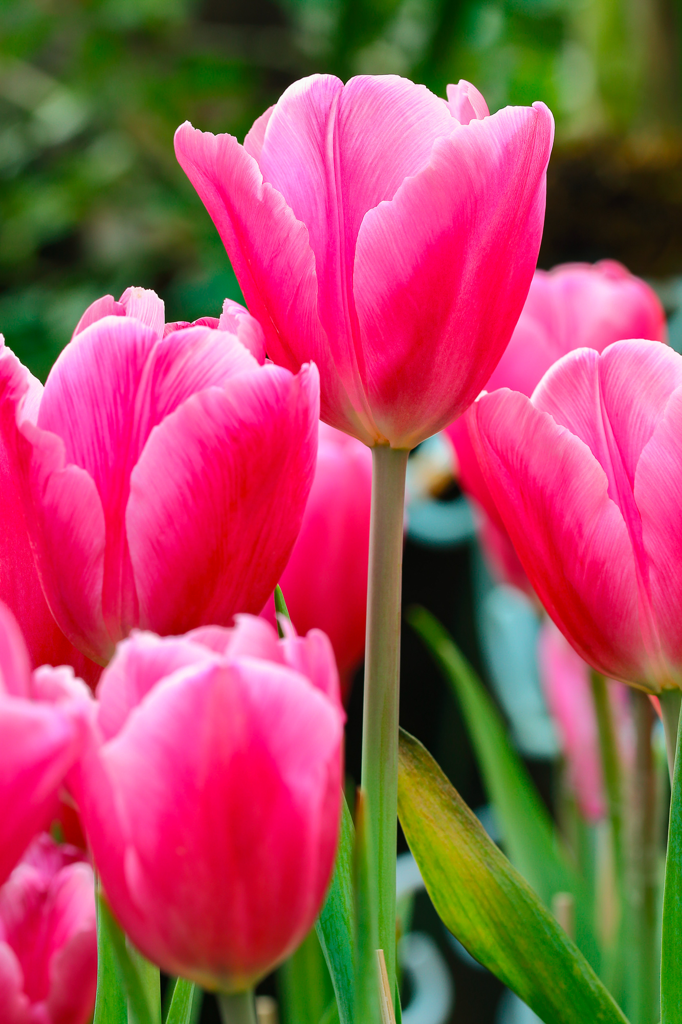 Pink beautiful tulips for pattern