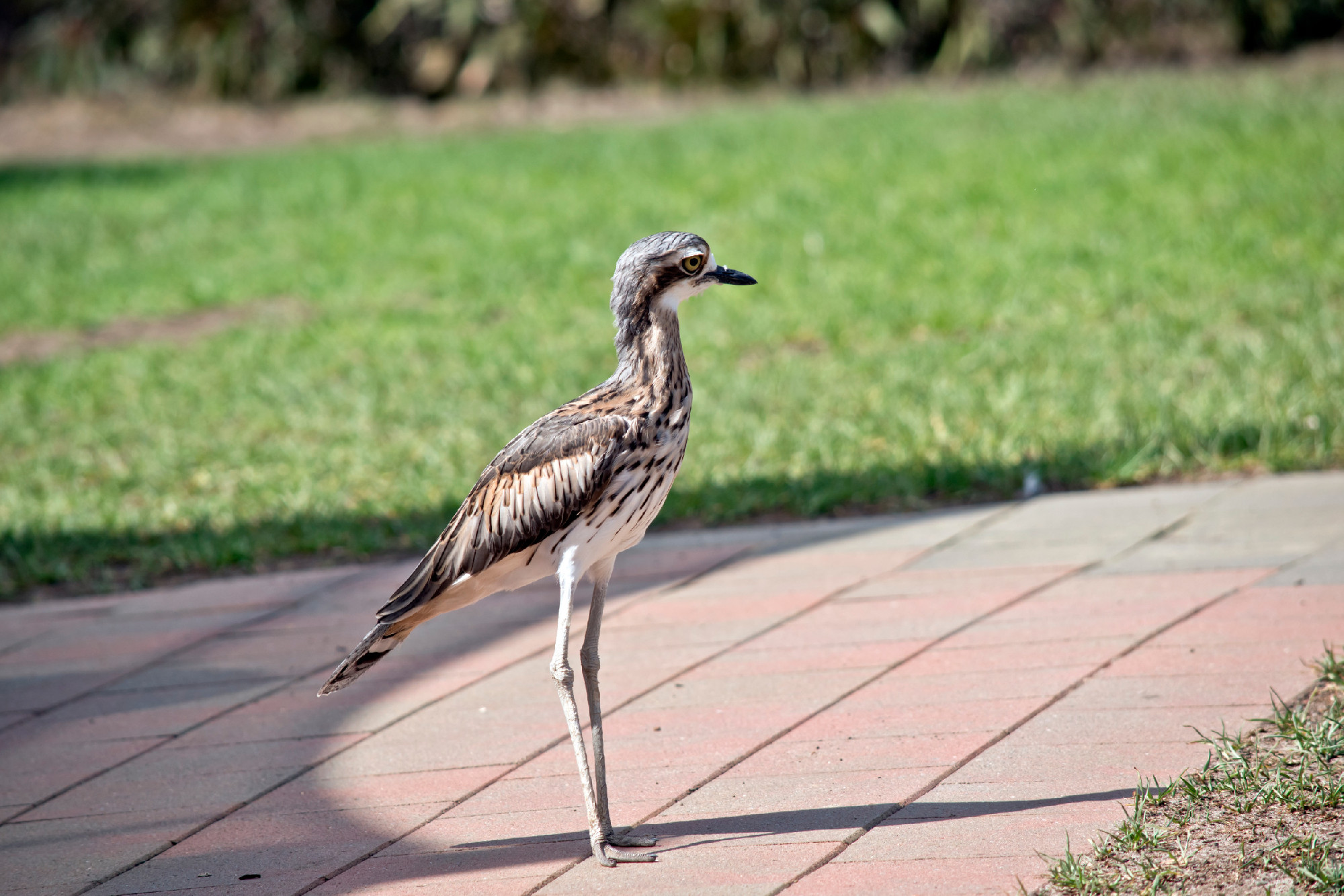 this is a side view of a bush stone curlew