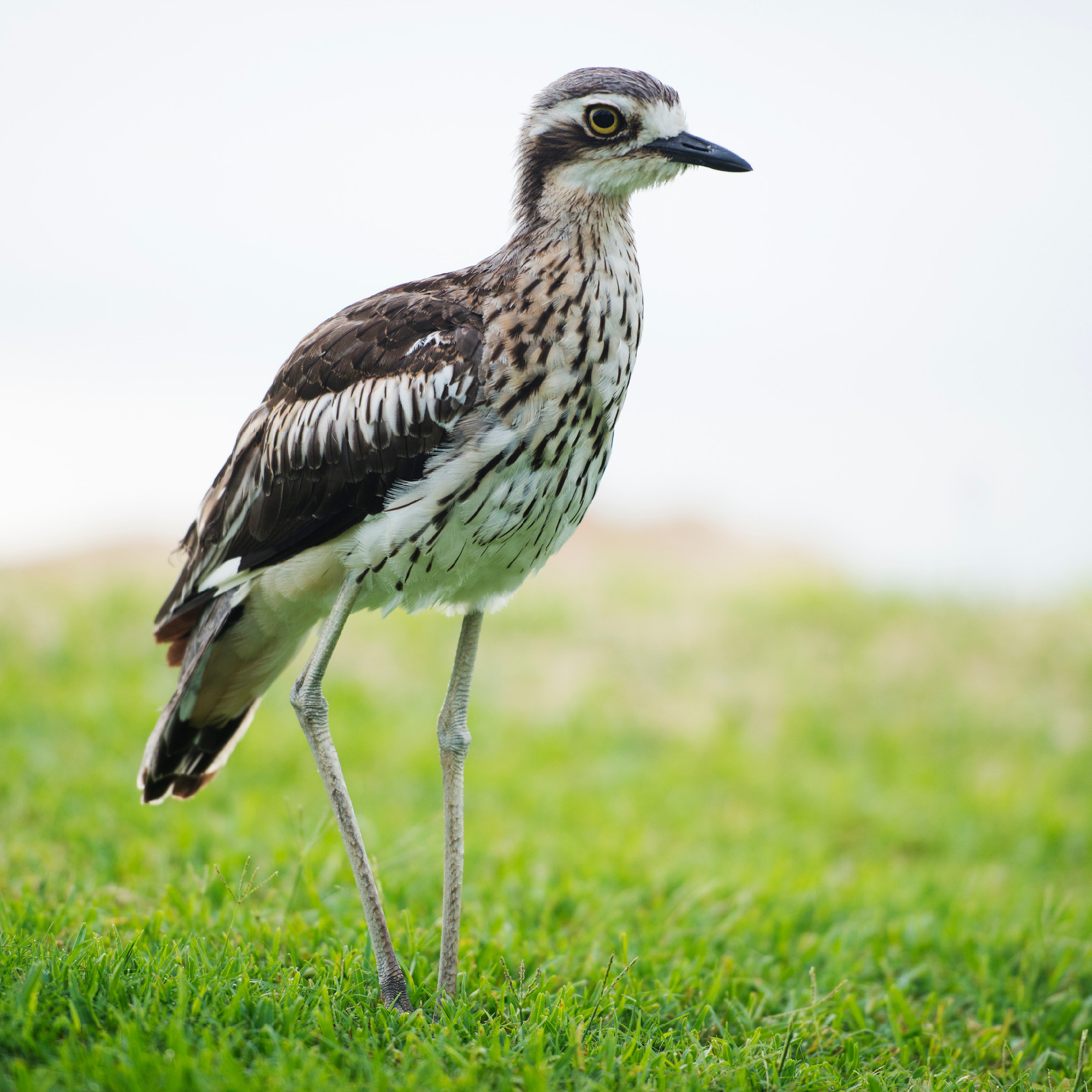 Bush stone-curlew resting on the beach.