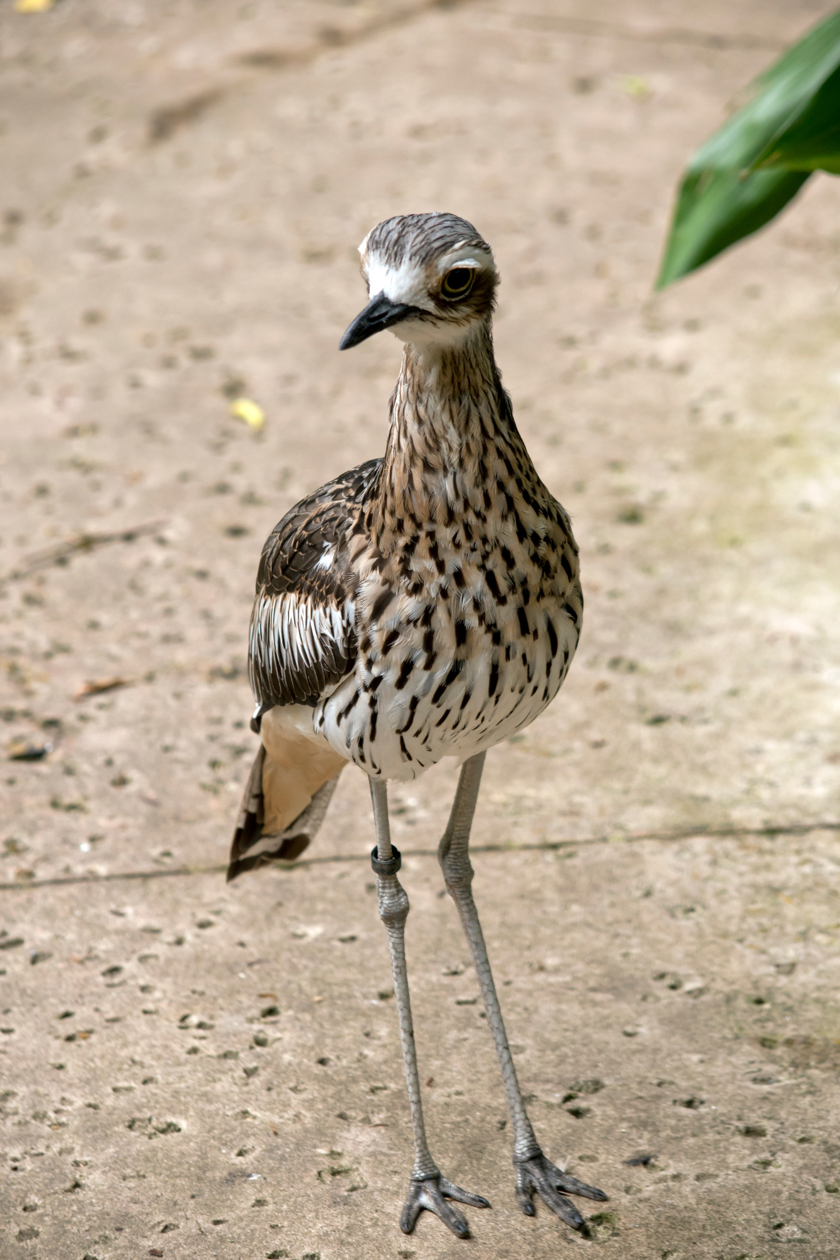 bush stone curlew