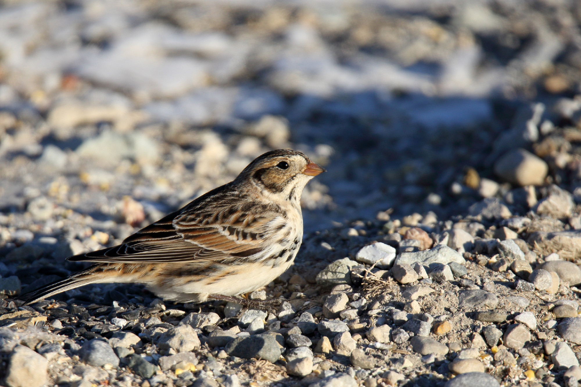 Side view of a Lapland longspur standing on gravel