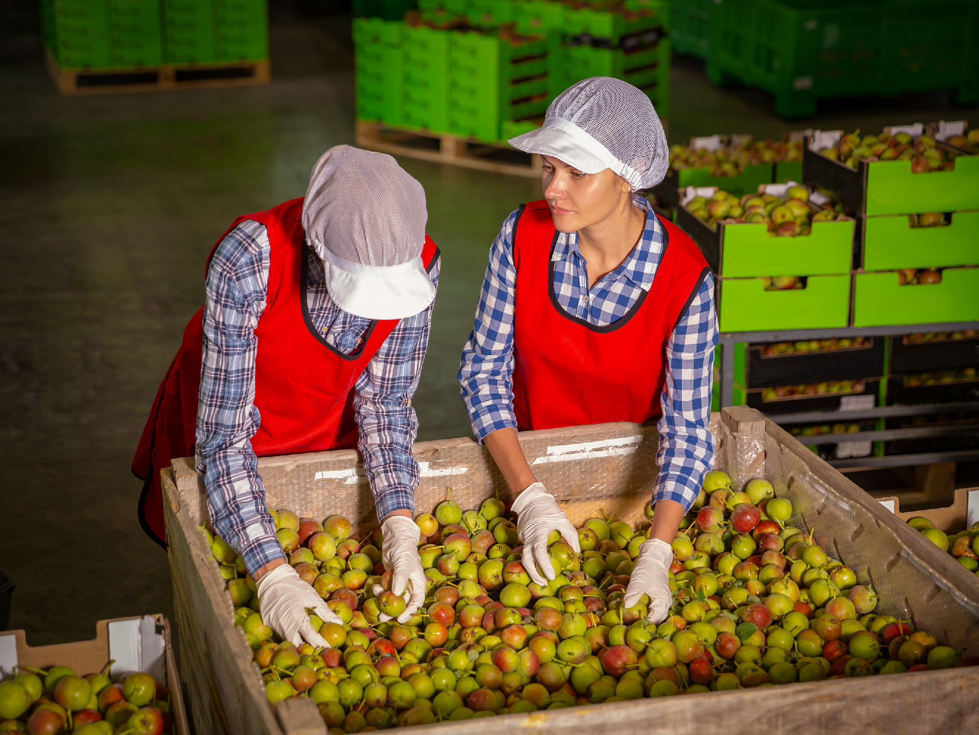 Women during packaging pears to crates