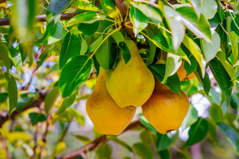 Így tárold télen a körtét!