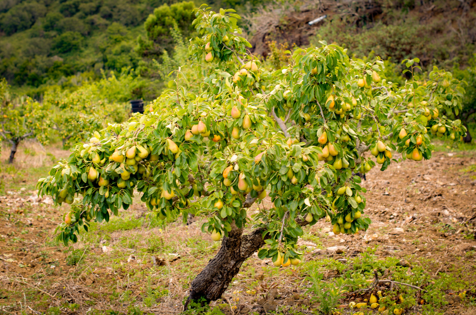 Pear tree.