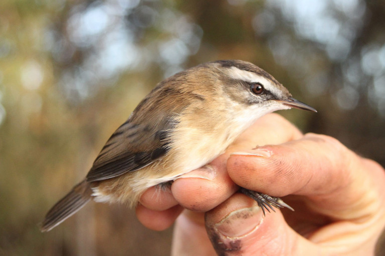 Magyarország madarai: a fülemülesitke